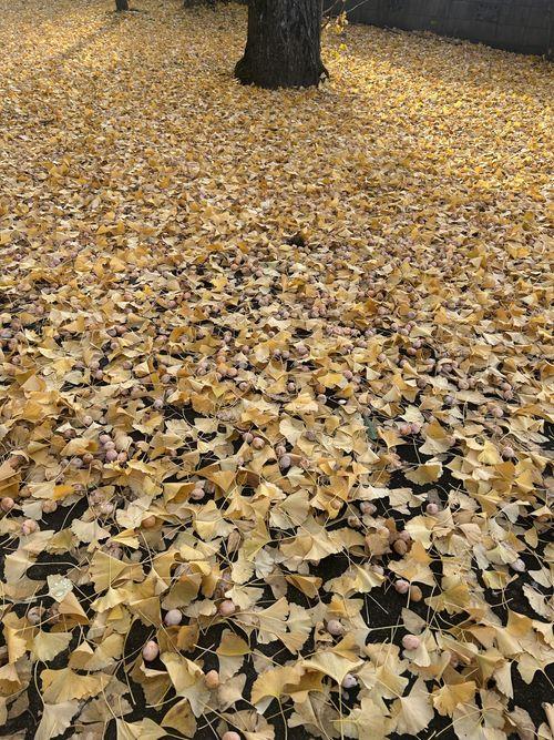 黄色のじゅうたん